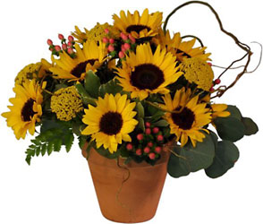 Endless Sunflower