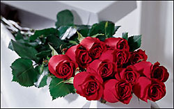 One Dozen Roses Gift Boxed