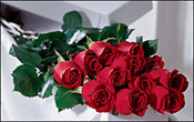 One Dozen Roses Gift Boxed