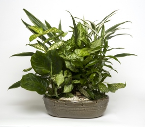 Ceramic Dish Garden  In Louisville, KY, In Kentucky, Schmitt's Florist