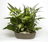 Ceramic Dish Garden In Louisville, KY, In Kentucky, Schmitt's Florist