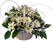 Country Fresh Daisies In Louisville, KY, In Kentucky, Schmitt's Florist