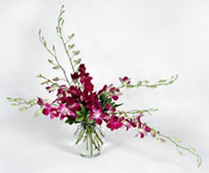 Orchids from Paradise