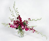 Orchids from Paradise