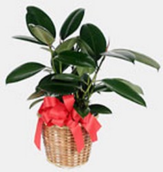 Ficus Burgundy