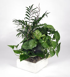 Dish Garden