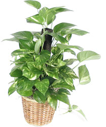 Pothos on Pole In Louisville, KY, In Kentucky, Schmitt's Florist