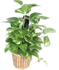 Pothos on Pole