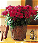 Purple Chrysanthemum
