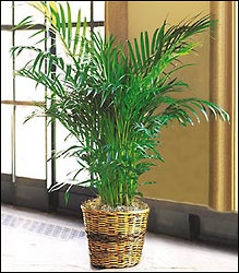 Parlor Palm