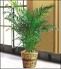 Parlor Palm