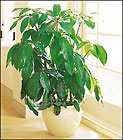 Schefflera