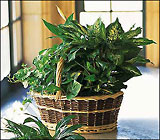 Large Basket Garden