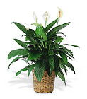 Large Spathiphyllum Plant In Louisville, KY, In Kentucky, Schmitt's Florist