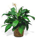 Medium Spathiphyllum Plant In Louisville, KY, In Kentucky, Schmitt's Florist