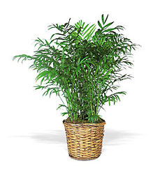 Parlor Palm