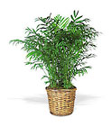 Parlor Palm