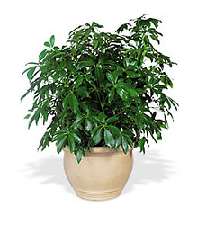 Arboricola