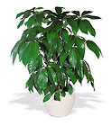 Schefflera