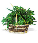 Large Basket Garden In Louisville, KY, In Kentucky, Schmitt's Florist