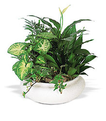 Medium Dish Garden