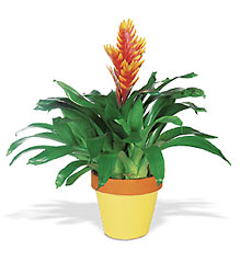 Exotic Bromeliad