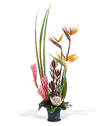 Tropical Styles In Louisville, KY, In Kentucky, Schmitt's Florist