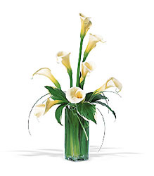 White Callas