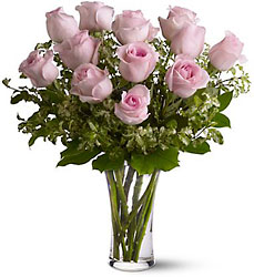 Dozen Baby Pink Roses