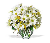 Daisy Cheer In Louisville, KY, In Kentucky, Schmitt's Florist