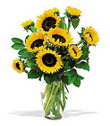 Shining Sunflowers In Louisville, KY, In Kentucky, Schmitt's Florist