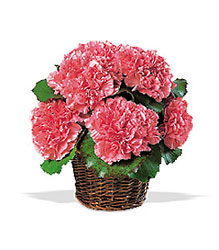 Carnation Expression