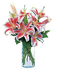 Lovely Lilies In Louisville, KY, In Kentucky, Schmitt's Florist